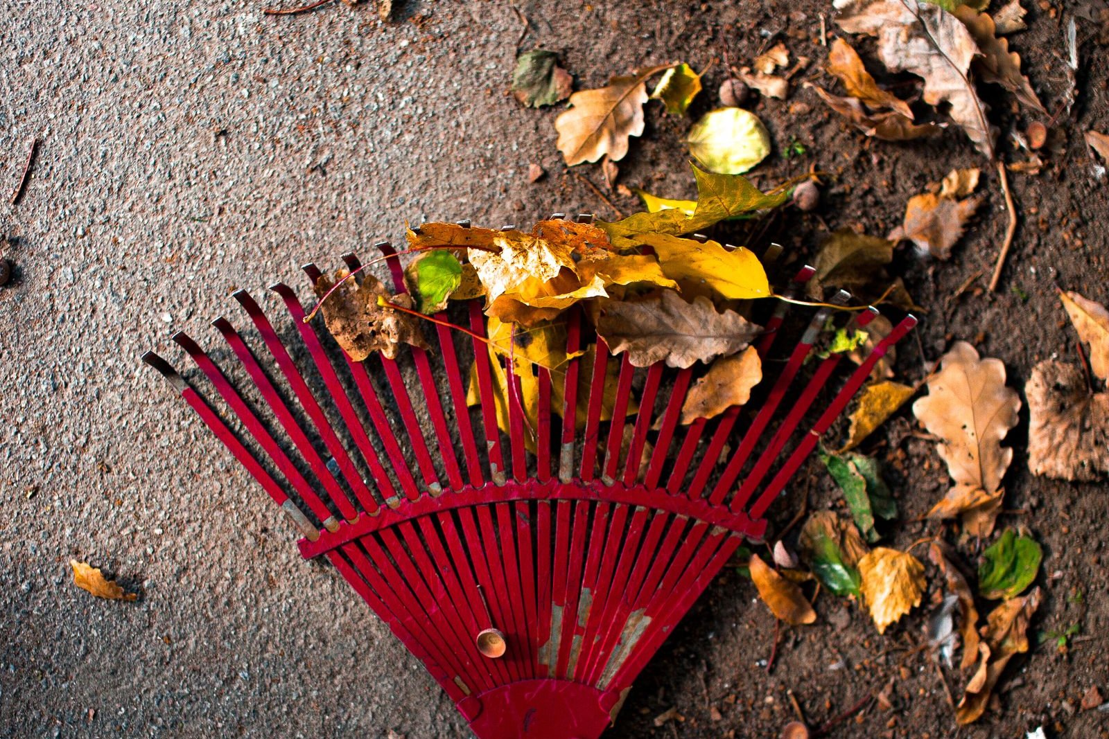 Fall Yard Work Injuries: Raking, Ladders and When to Get Care